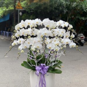 Chậu Lan Hồ Điệp - 01