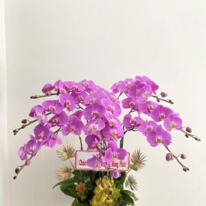 Chậu Lan Hồ Điệp - 09