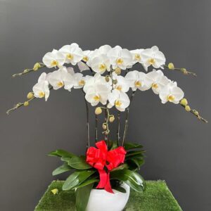 Chậu Lan Hồ Điệp - 10