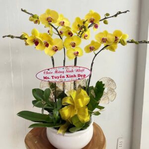 Chậu Lan Hồ Điệp - 11