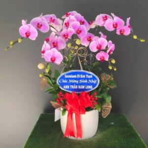 Chậu Lan Hồ Điệp - 12