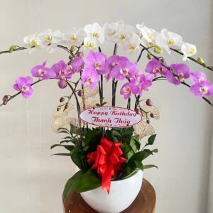 Chậu Lan Hồ Điệp - 13