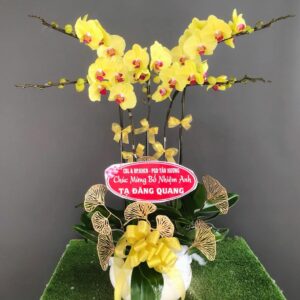 Chậu Lan Hồ Điệp - 14