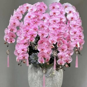 Chậu Lan Hồ Điệp - 15