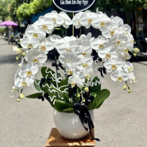 Chậu Lan Hồ Điệp - 02