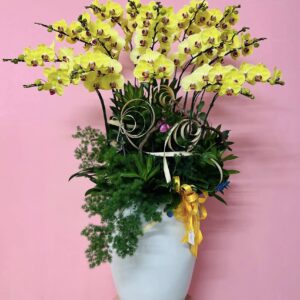 Chậu Lan Hồ Điệp - 03