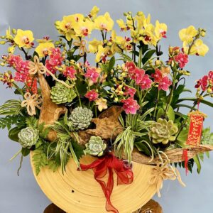 Chậu Lan Hồ Điệp