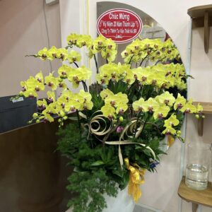 Chậu Lan Hồ Điệp - 04