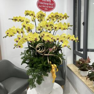 Chậu Lan Hồ Điệp - 05