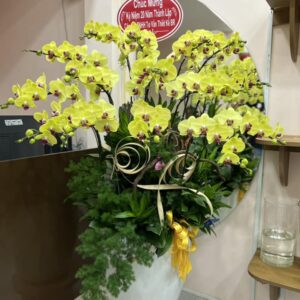 Chậu Lan Hồ Điệp - 06