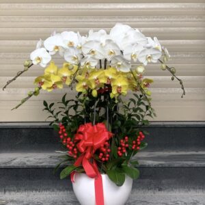 Chậu Lan Hồ Điệp - 07