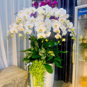 Chậu Lan Hồ Điệp - 08