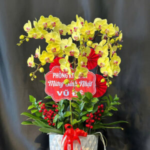 Chậu Lan Hồ Điệp - CL03