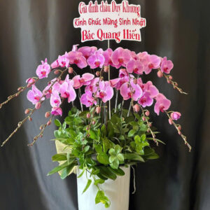 Chậu Lan Hồ Điệp - CL02