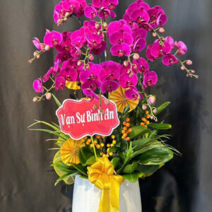 Chậu Lan Hồ Điệp - CL05