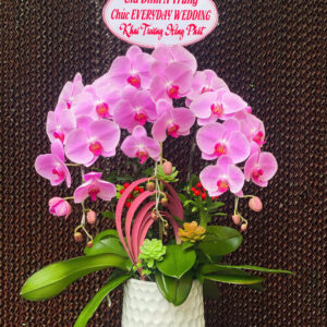 Chậu Lan Hồ Điệp - CL01