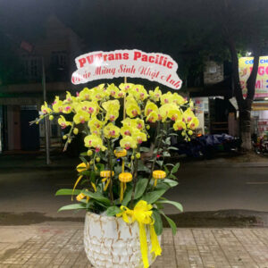 Chậu Lan Hồ Điệp - CL04