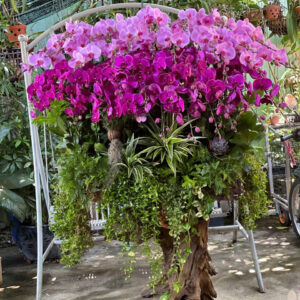 Chậu Lan Hồ Điệp - CL09