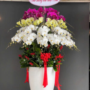 Chậu Lan Hồ Điệp - CL06