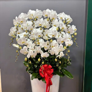 Chậu Lan Hồ Điệp - CL07