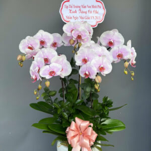 Chậu Lan Hồ Điệp - CL08