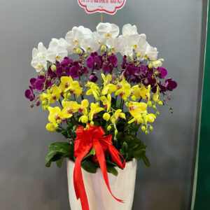 Chậu Lan Hồ Điệp - CL10