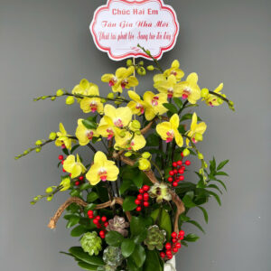 Chậu Lan Hồ Điệp - CL12