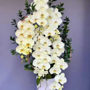 Chậu Lan Hồ Điệp - CL15