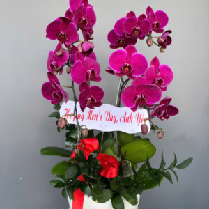 Chậu Lan Hồ Điệp - CL14