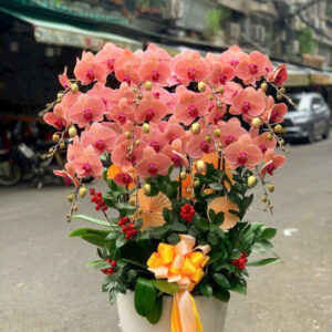 Chậu Lan Hồ Điệp - CL13