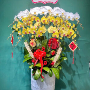 Chậu lan Hồ Điệp - CL31