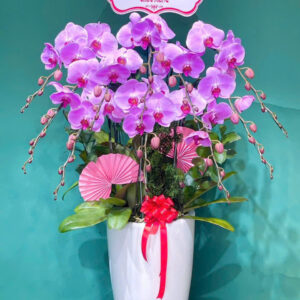 Chậu Lan Hồ Điệp - CL16