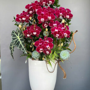 Chậu Lan Hồ Điệp - CL17