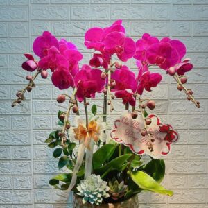 Chậu lan Hồ Điệp - Cl22