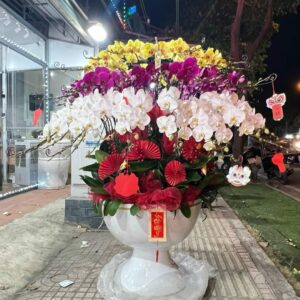 Chậu Lan Hồ Điệp - CL36