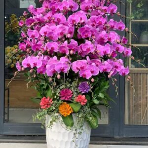 Chậu lan Hồ Điệp - CL27