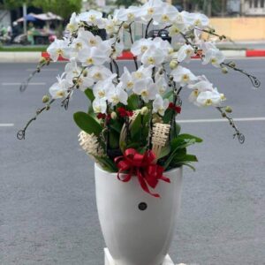 Chậu Lan Hồ Điệp - CL40