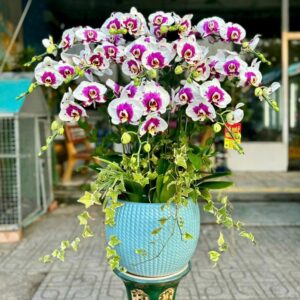 Chậu Lan Hồ Điệp - CL30