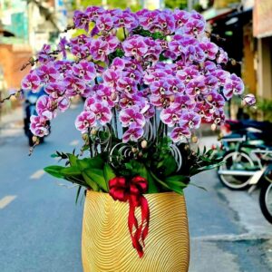 Chậu lan Hồ Điệp - CL24