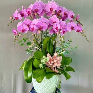 Chậu Lan Hồ Điệp - Cl26