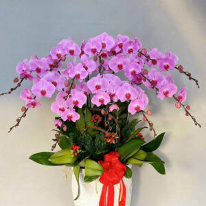 Chậu Lan Hồ Điệp - CL21