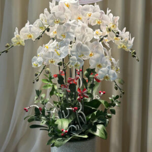 Chậu Lan Hồ Điệp - CL32