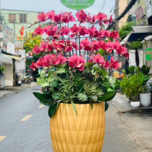 Chậu Lan Hồ Điệp - CL35