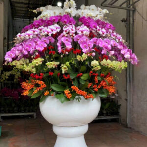 Chậu Lan Hồ Điệp - CL33