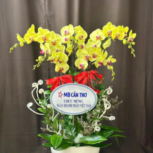 Chậu Lan Hồ Điệp - CL37