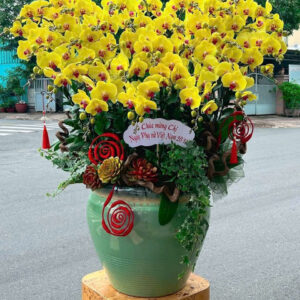 Chậu Lan Hồ Điệp - CL29