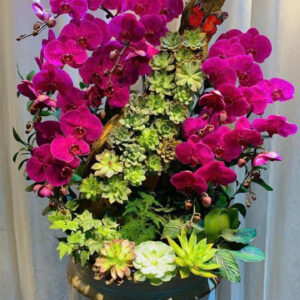 Chậu Lan Hồ Điệp - CL28