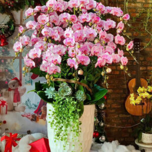 Chậu Lan Hồ Điệp - CL34