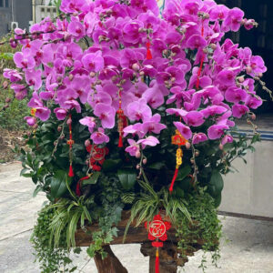 Chậu Lan Hồ Điệp - CL39