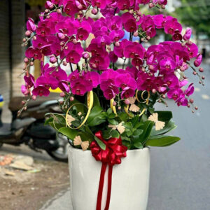 Chậu Lan Hồ Điệp - CL20